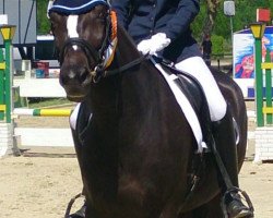 dressage horse Polly 424 (Schlesier, 2009, from Bulat)