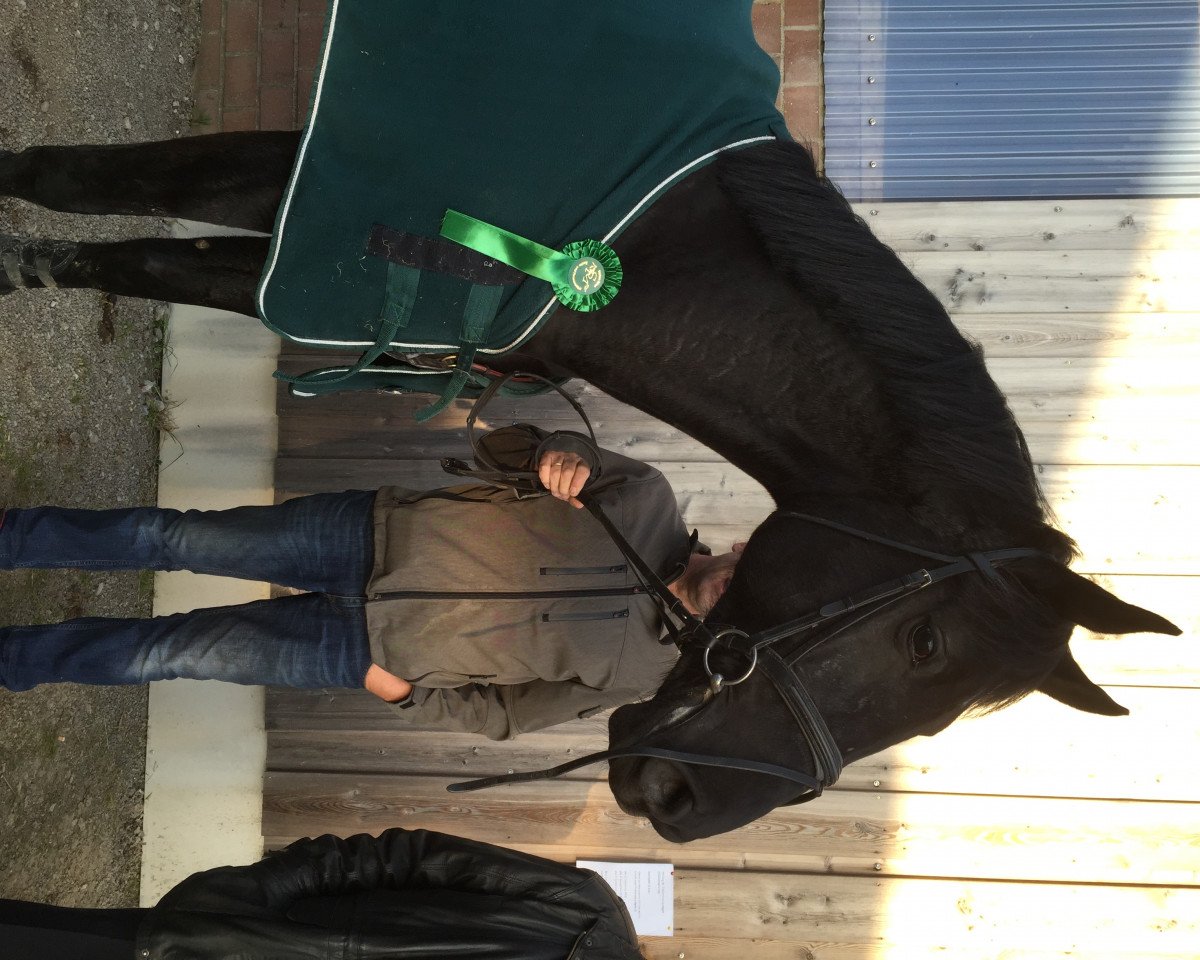 jumper Calita 12 (Zangersheide riding horse, 2009, from Calido I)