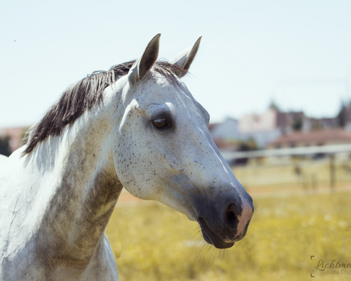 Zuchtstute White Chocolate 6 (Ungarisches Warmblut, 2005, von Attila)