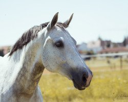 broodmare White Chocolate 6 (Hungarian Warmblood, 2005, from Attila)