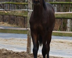 broodmare Jazz Sandra II (Oldenburg, 2016, from Jazzman)