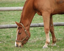 dressage horse Eddy 285 (Hanoverian, 2010, from Embassy I)