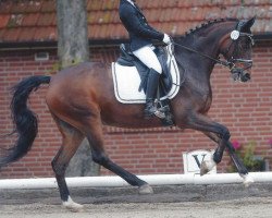 dressage horse Aphrodite (German Warmblood, 2002, from Seven Mountain Natan)