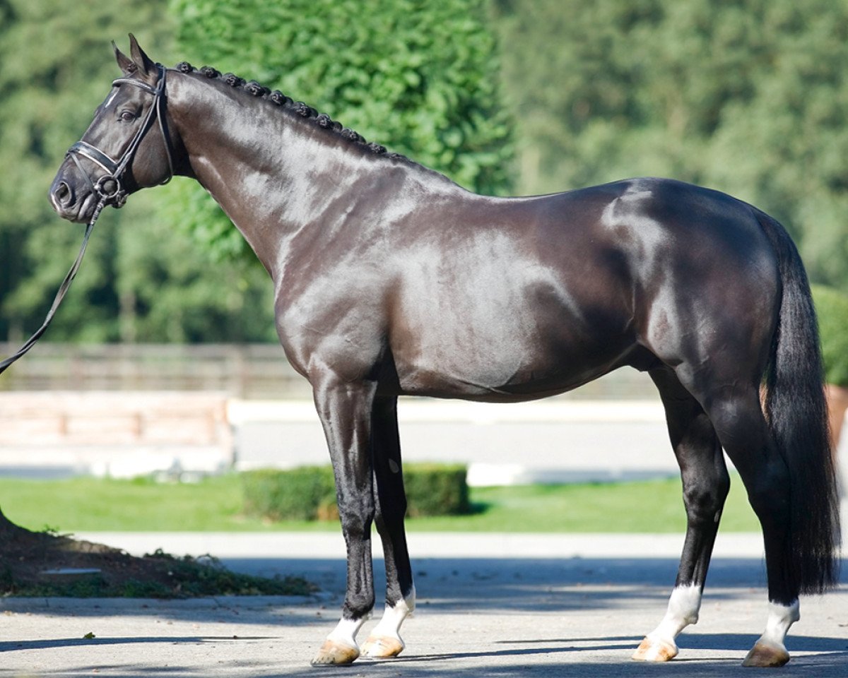 Deckhengst Totilas (KWPN (Niederländisches Warmblut), 2000, von Gribaldi)