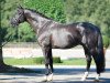 stallion Totilas (KWPN (Royal Dutch Sporthorse), 2000, from Gribaldi)