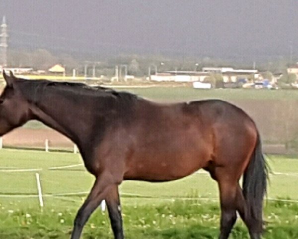broodmare Soleà (Bavarian, 2014, from Follow Me OLD)
