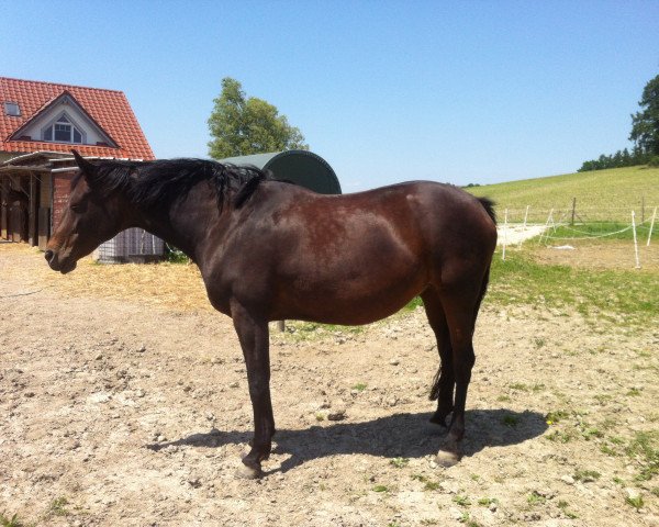 broodmare Schneewittchen (Hanoverian, 2005, from Sandro Hit)