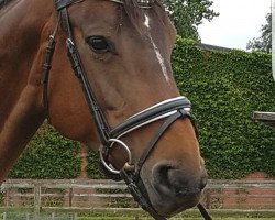 broodmare Lorena (Hanoverian, 2006, from Lauries Crusador xx)