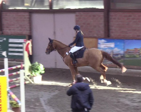 Reitturnier Hamburg-Friedrichshulde/Sylva Kuhrt 2019
