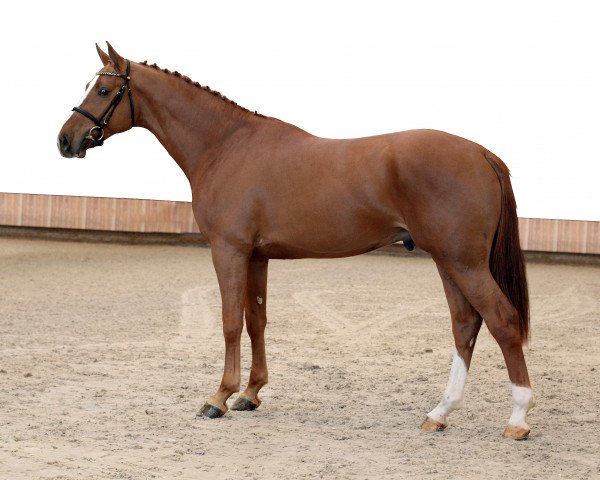 stallion VDL Iowa (KWPN (Royal Dutch Sporthorse), 2012, from Indoctro)