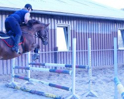 dressage horse Ela 15 (Hanoverian, 2001)