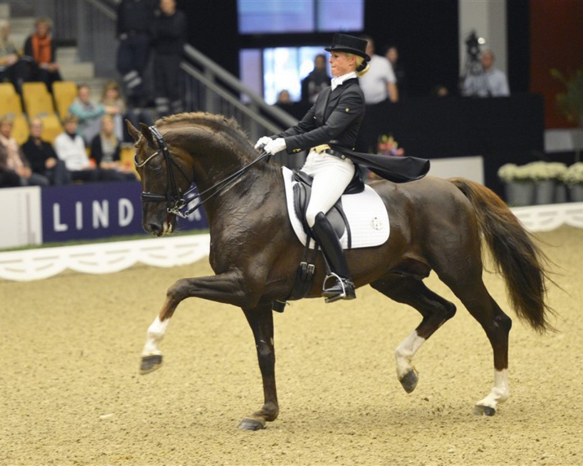 Deckhengst Skovens Rafael (Dänisches Warmblut, 2004, von Blue Hors Romanov)