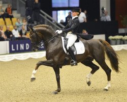 stallion Skovens Rafael (Danish Warmblood, 2004, from Glock's Romanov)