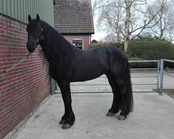Pferd Nozem (Friese, 2012, von Haitse 425)