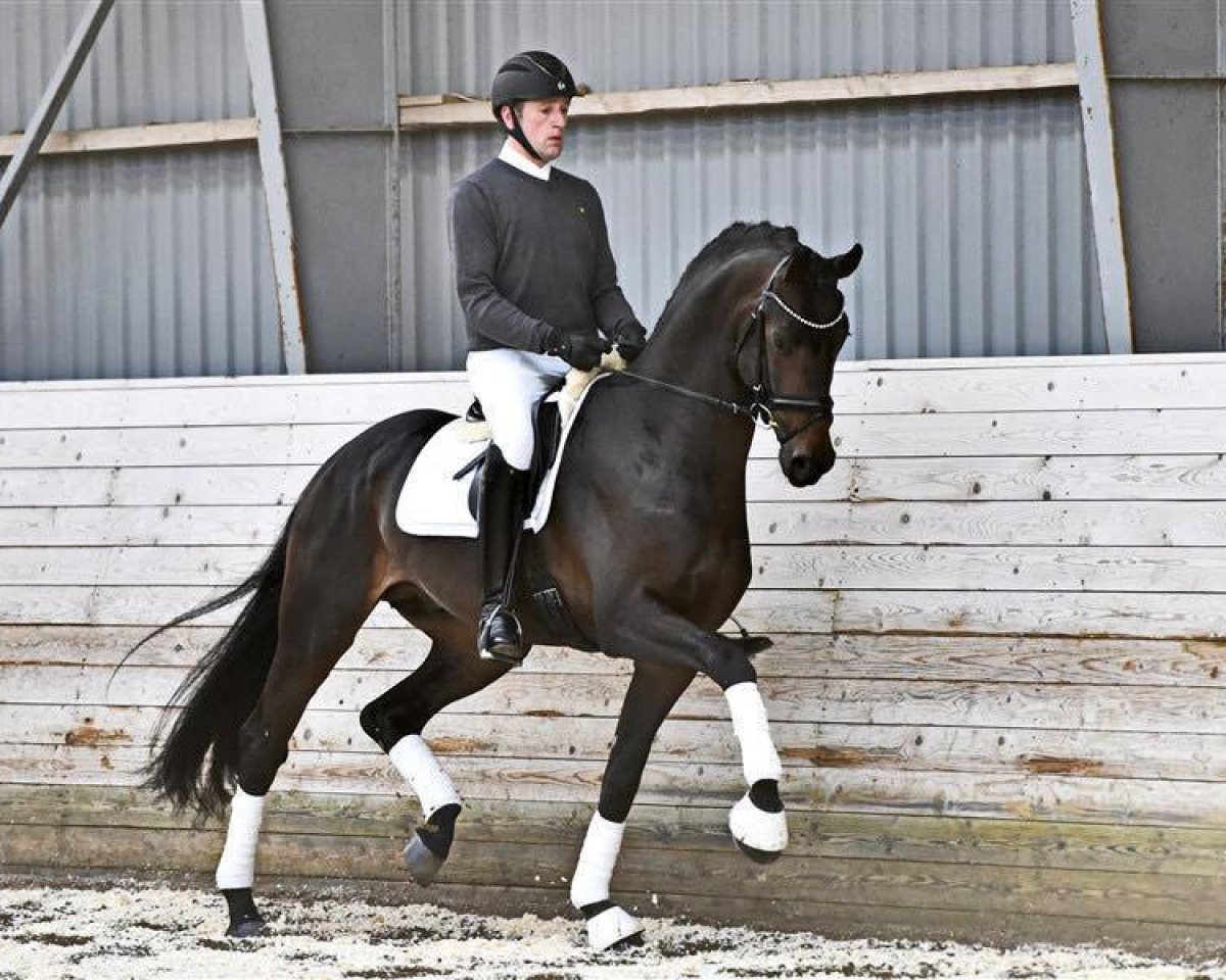 Deckhengst Romeo (Hannoveraner, 2012, von Blue Hors Romanov)