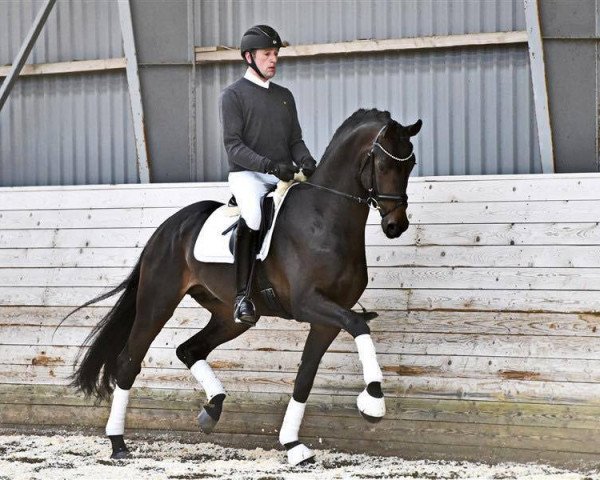 stallion Romeo (Hanoverian, 2012, from Glock's Romanov)