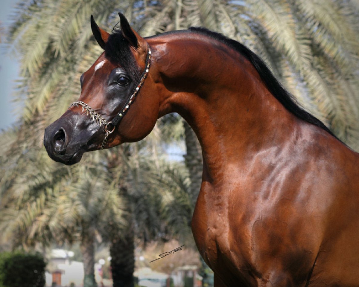 stallion Marajj ox (Arabian purebred, 2004, from Marwan Al Shaqab ox)
