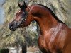 stallion Marajj ox (Arabian thoroughbred, 2004, from Marwan Al Shaqab ox)