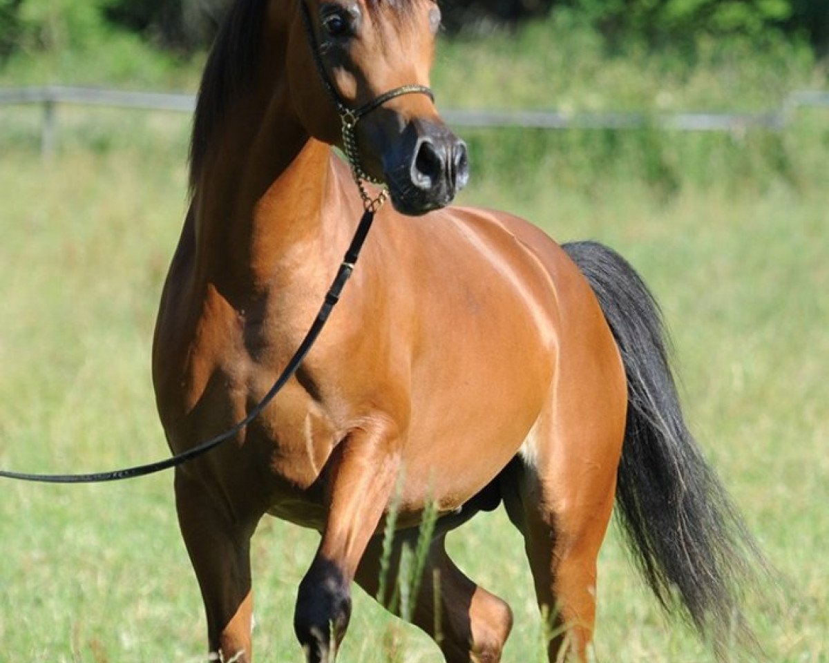stallion Poseidon OS ox (Arabian purebred, 2013, from Ajman Moniscione ox)