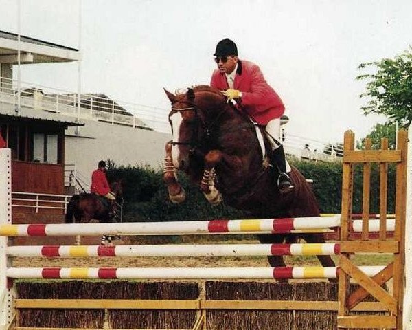 stallion Camee d'Or (Selle Français, 1990, from Starter)
