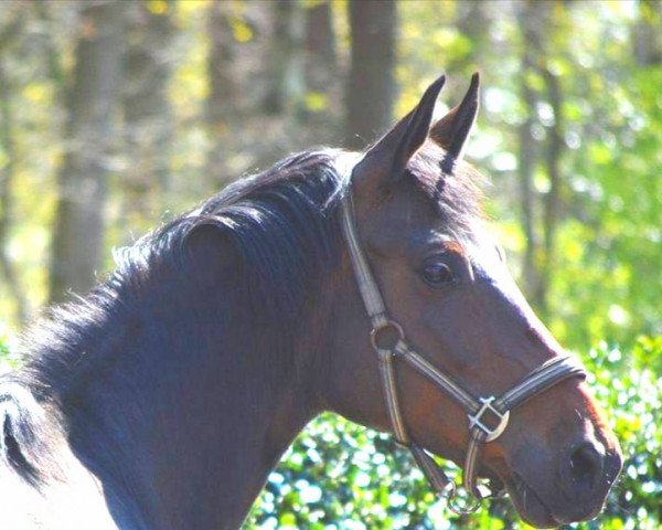 broodmare Feldmaid (Oldenburg, 2006, from Rubin Royal OLD)