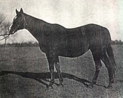 broodmare Jan Ranée xx (Thoroughbred,  , from Grand Parade xx)