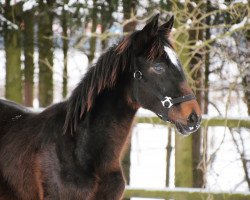 Pferd Leni (Oldenburger, 2016, von Quantensprung 3)