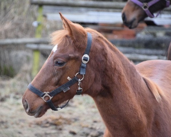 Dressurpferd Luna (Oldenburger, 2016, von Buenos Dias 6)