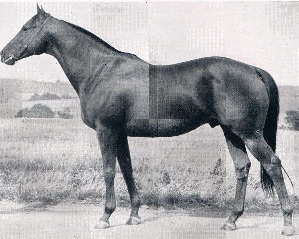 stallion Feuerball xx (Thoroughbred, 1952, from Abendfrieden xx)