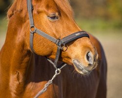 broodmare Nikita Nox (Zweibrücken, 2008, from Niels)