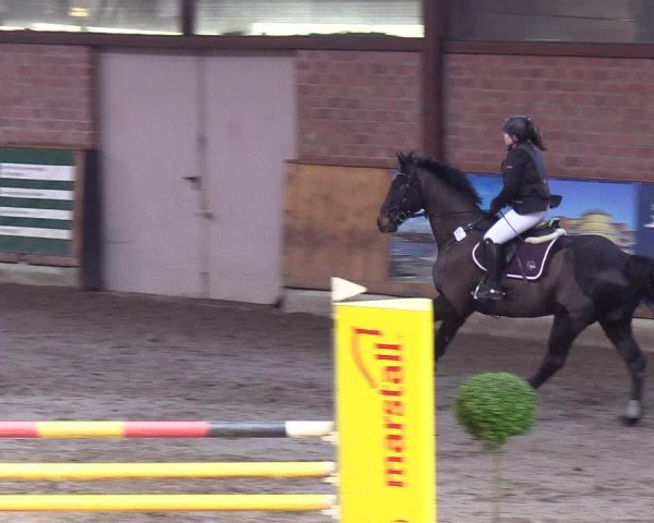 Reitturnier Hamburg-Friedrichshulde/Sylva Kuhrt 2019