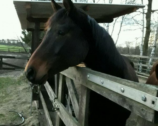 broodmare Daily (Hanoverian, 2010, from Don Frederico)