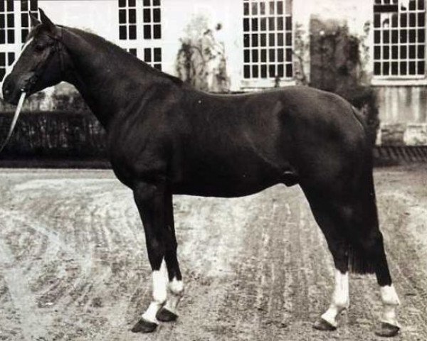 stallion Henaud AA (Anglo-Arabs, 1973, from Unicol'Or AA)