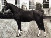 stallion Henaud AA (Anglo-Arabs, 1973, from Unicol'Or AA)