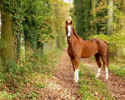 dressage horse Sir Felix (Oldenburg, 2002, from Shine On)