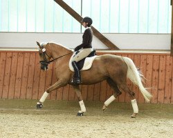 dressage horse Call me Gold (Trakehner, 2010, from Rff The Alchemist xx)