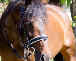 broodmare Grease (Oldenburg show jumper, 2003, from Concetto I)