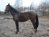 jumper Abisinia 1 (Oldenburg show jumper, 2014, from Armitage)