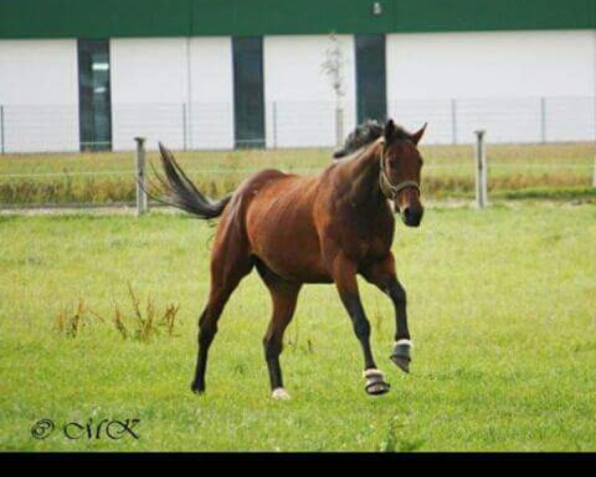 Pferd Gaston Phebus (Englisches Vollblut, 2009, von Desert Prince xx)
