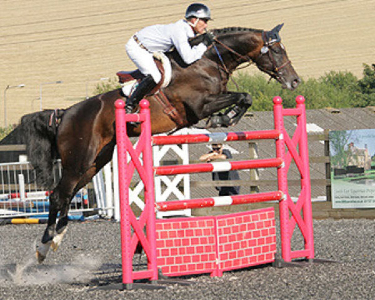 stallion Caretino Glory (Belgian Warmblood, 1998, from Cheenook)