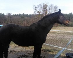 broodmare Livistona (German Sport Horse,  , from Levistano)