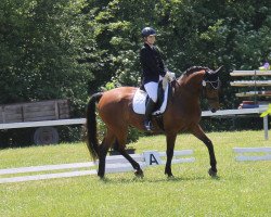 dressage horse Felix Rubino (Bavarian, 2005, from Florestan I)