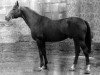 stallion Tantal (Russian Trakehner, 1967, from Topol 1958 ox)
