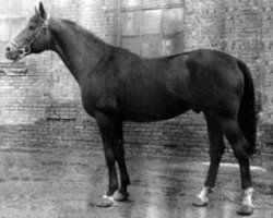 stallion Tantal (Russian Trakehner, 1967, from Topol 1958 ox)