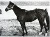 broodmare Papuaska (Russian Trakehner, 1975, from Prival)
