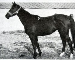 Zuchtstute Papuaska (Russisch Trakehner, 1975, von Prival)