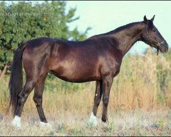 broodmare Grappa (Russian Trakehner, 1996, from Potok)