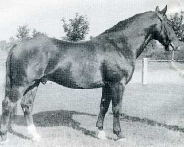 Deckhengst Galapeter II (Holsteiner, 1952, von Gaugraf)