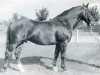 stallion Galapeter II (Holsteiner, 1952, from Gaugraf)
