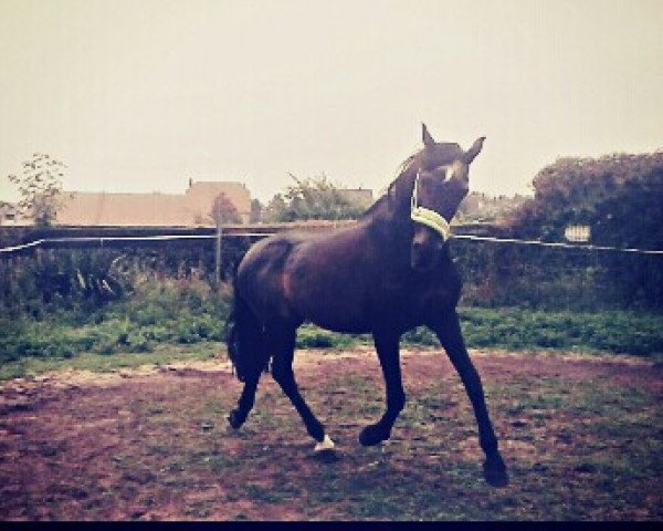 horse Victory 6 (German Riding Pony, 1990, from Hogewald's Vadi)